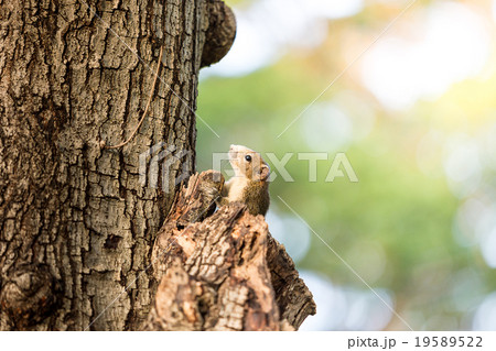 squirrel squirrel 19589522