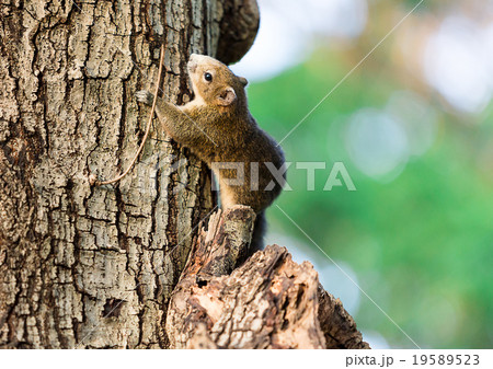 squirrel squirrel 19589523