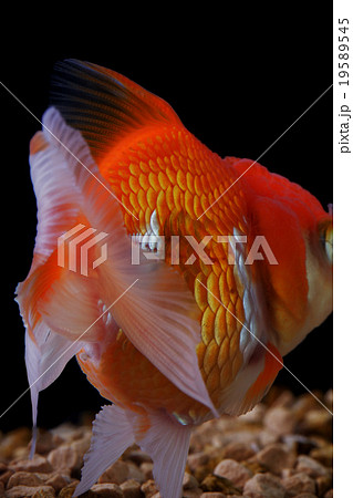 金魚 金魚 19589545