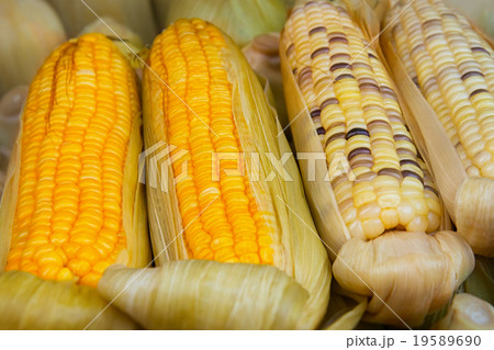Corn on the Cob for Sale at Vendor's Stall 19589690
