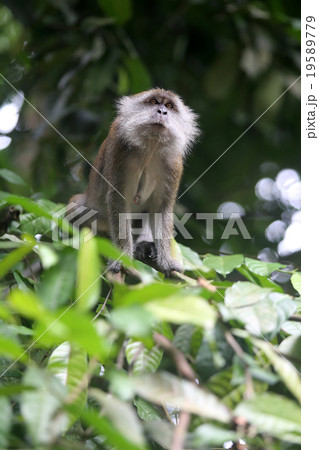 Monkey 19589779
