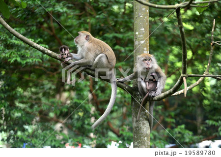 Monkey 19589780