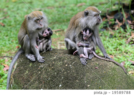 Monkey Monkey 19589788
