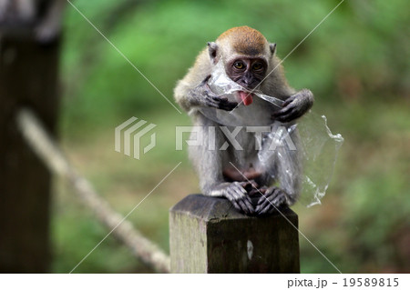 Monkey Monkey 19589815