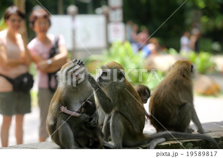 Monkey 19589817