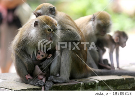 Monkey Monkey 19589818