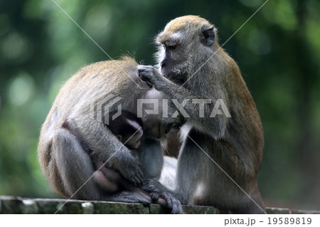 Monkey 19589819