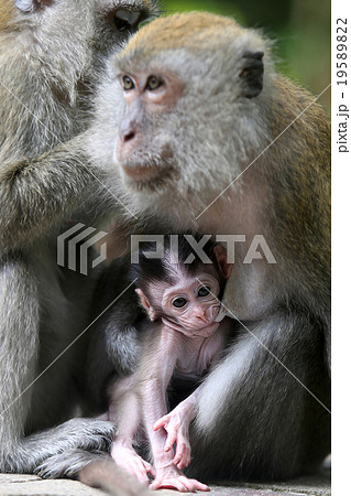 Monkey Monkey 19589822