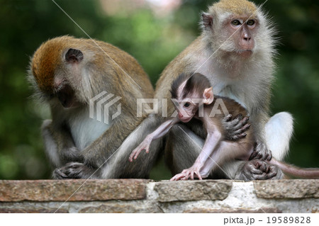 Monkey Monkey 19589828