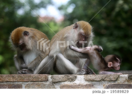 Monkey 19589829