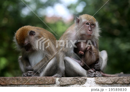 Monkey 19589830