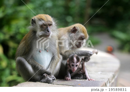 Monkey 19589831