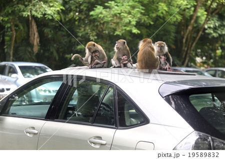 Monkey 19589832