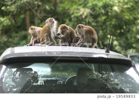 Monkey Monkey 19589833