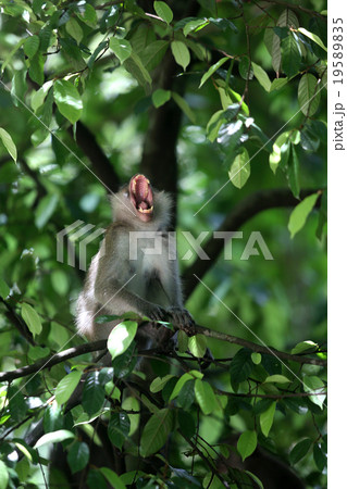 Monkey Monkey 19589835