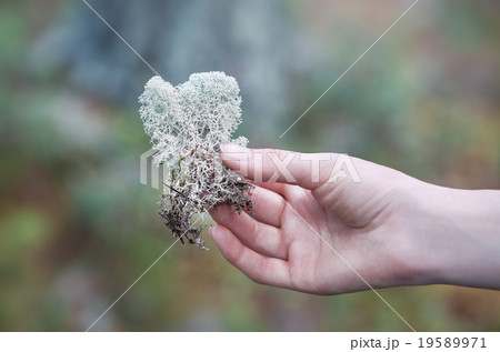 Woman holding lichen 19589971