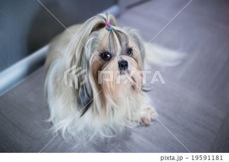 Shih tzu dog 19591181