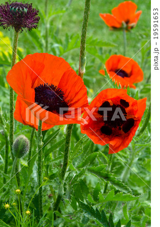 オリエンタルポピー 19591653