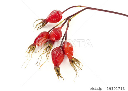 Dried rose hips Dried rose hips 19591718
