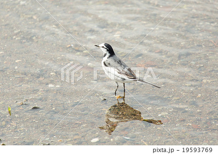 水辺で休むハクセキレイ 水辺で休むハクセキレイ 19593769