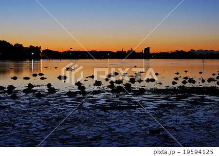 浜名湖 干潮に現れる沼地 浜名湖 干潮に現れる沼地 19594125