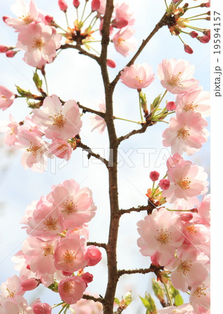 桜の花 桜の花 19594157