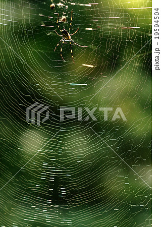 生き物　蜘蛛　ジョロウグモ、陽光を受けてきらきら光る大きな巣。細かい横糸が目立ちます 19594504