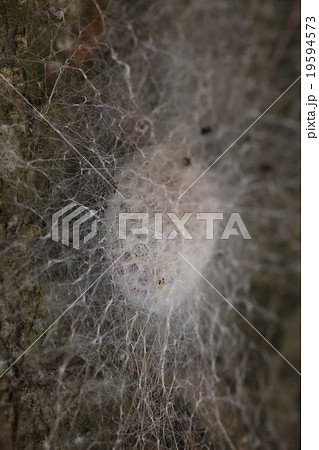 生き物 蜘蛛 ジョロウグモ 卵 卵嚢 です 近くで見るとうっすらと赤いプチプチの卵が見えますの写真素材