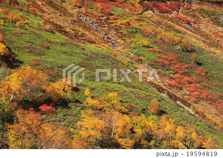 大雪山銀泉台の紅葉 大雪山銀泉台の紅葉 19594819