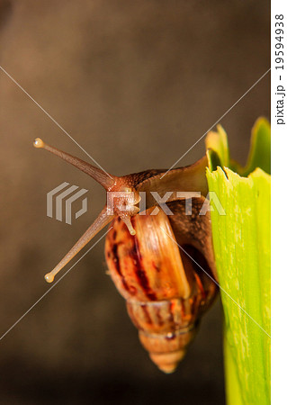 Snail on green Leaf Snail on green Leaf 19594938