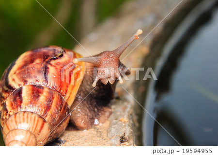 Close up of a snail 19594955