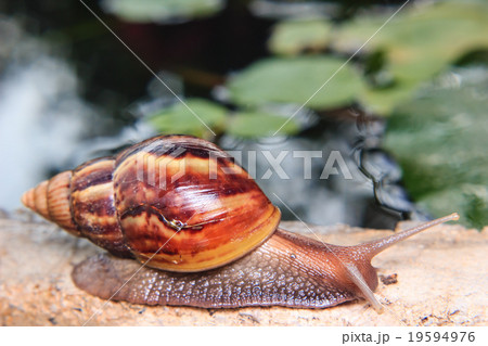 Close up of a snail 19594976