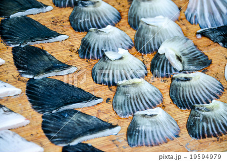 フグの鰭 19594979