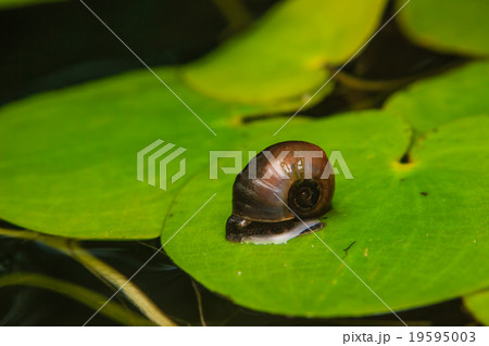 Close up of small snail on lotus leaf 19595003