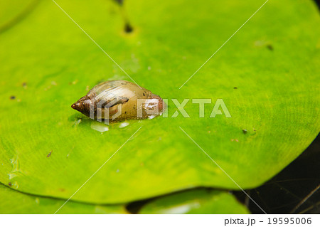 Close up of small snail on lotus leaf 19595006