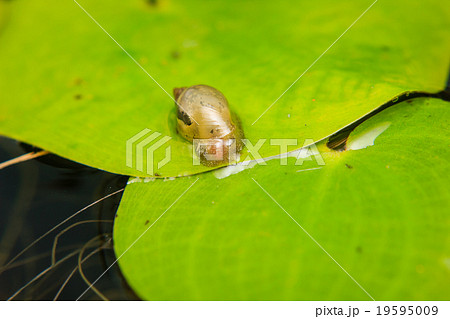 Close up of small snail on lotus leaf 19595009