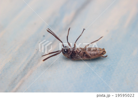 close up insect dead close up insect dead 19595022