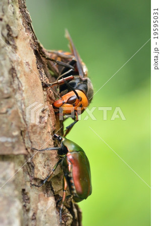 スズメバチ スズメバチ 19595031