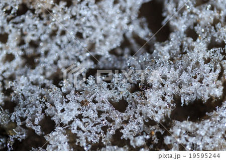 霜柱 その2 霜柱 その2 19595244