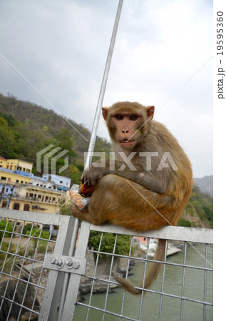 インド　聖地のアカゲザル 19595360