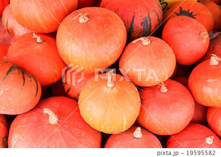 Pumkin in the market 19595582
