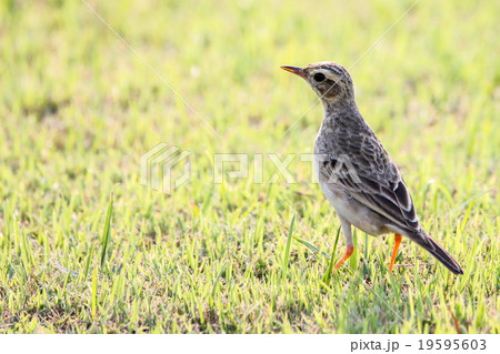 Paddyfield Pipit, Bird 19595603
