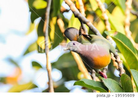 Pink-necked Pigeon, Bird 19595609