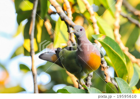 Pink-necked Pigeon, Bird 19595610