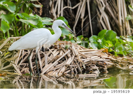 Little Egret, Bird Little Egret, Bird 19595619