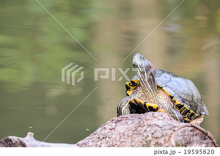 Red-eared slider, Turtle 19595620
