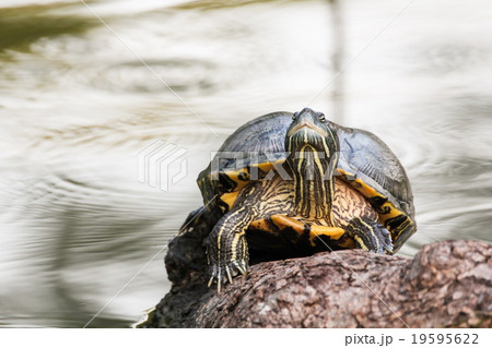 Red-eared slider, Turtle Red-eared slider, Turtle 19595622