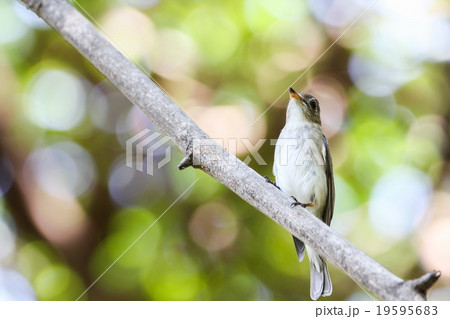 Asian Brown Flycatcher (Muscicapa Dauurica), Bird 19595683