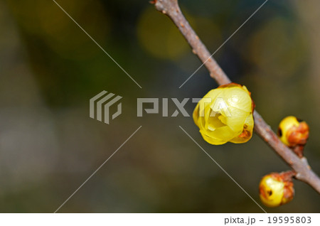 ロウバイ(蝋梅) ロウバイ(蝋梅) 19595803