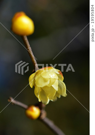 ロウバイ（蝋梅） 19595804
